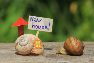 Finding new homes with estate agents and online