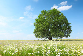 12 Tree Facts